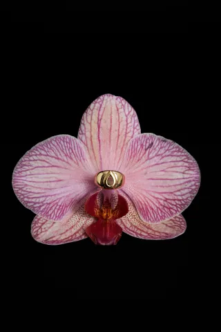 2025-10-23ZPBBBJULIANA2449-ALTA