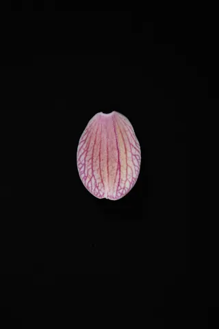 2025-10-23ZPBBBJULIANA2464-ALTA